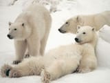 bear white