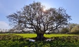 Strange Tree