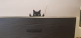 cat1-1053725504