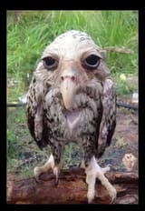 desperatelytiredowl