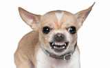 angry-chihuahua