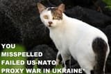 Feral_cat_1