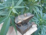 kekgrow23