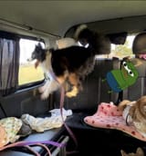 apu apustaja and shocked doggy