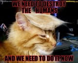trump_cat