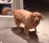 dog-spinning