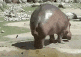 icegif-2063-4162918412