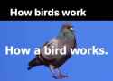 birds_thumb.jpg