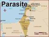 parasite 00
