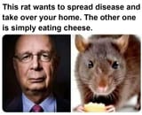 this rat