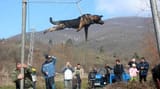bulgarian_dog_spinning