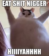 Big cat