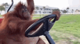 orang-utan-orang-utan-driving