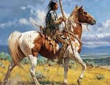 Native horse