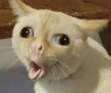 1728356456974509