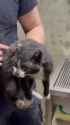 In Kharkiv, Marusia the cat was rescued after spending three days under the rubble of a shop destroyed by Russia. 16-06-2025, But the main thing is that shes alive HD_thumb.jpg