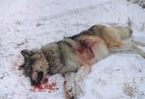 wolf_dead_insnow1