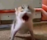 warface-kitten-cat
