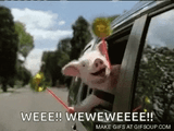 so-excited-pig