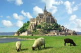 sheep-mont-saint-michel-normandy-france_980x650