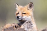 Fox is Skeptical