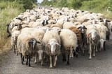 FlockofSheep