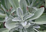 sage