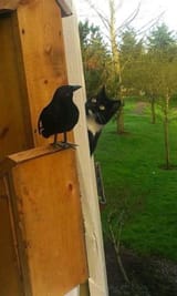 cat_climbing_a_tree_let_me_get_a_good_solid_look_at_this_stupid_raven
