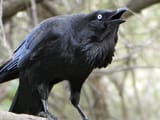 Quoth the raven; YEAH NAH CUNT