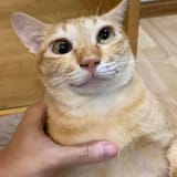 1732664051336740