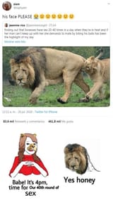 meme_its_4pm_time_for_your_ball_flattening_yes_dear_lion_lioness
