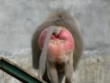 Baboon ass