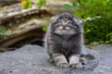 Sibirischer_Manul_-_Jungtier_bfb208ebf8