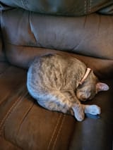 CatLoaf