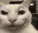 cat-funny-cat_thumb.jpg