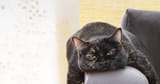 bored cat