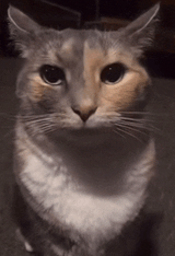 thousand-yard-stare-staring-cat