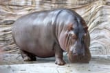 Hippopotamus_-_04