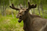 bigstock-Moose-3409431-3312934030