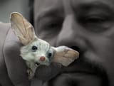 cute mouse