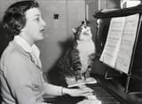Cotsinging