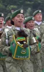 Mexican_puppy_K9_unit_parade._no_audio_thumb.jpg