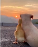 duckyy