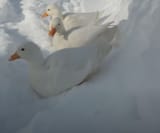 duckies