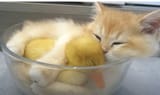duckat