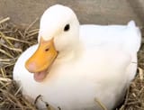 duckky