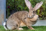 Flemish+Giant