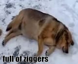 full of ziggers
