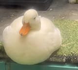 duckzz