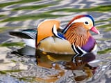 mandarin_duck (1)